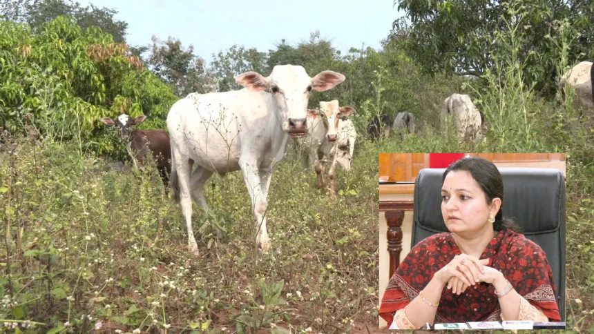 ಕಾಡಿನಲ್ಲೂ ಮೇವಿಲ್ಲ, ಹೈನುಗಾರಿಕೆಯನ್ನೇ ಅವಲಂಬಿಸಿರುವ 18 ಗೌಳಿ ಗ್ರಾಮಗಳ ನೂರಾರು ಕುಟುಂಬಗಳು ಸಂಕಷ್ಟದಲ್ಲಿ