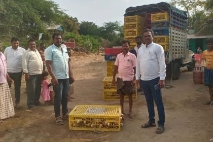 ರೈತರಿಗೆ ಕೋಳಿ ಮರಿಗಳ ವಿತರಣೆ