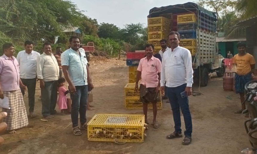 ರೈತರಿಗೆ ಕೋಳಿ ಮರಿಗಳ ವಿತರಣೆ