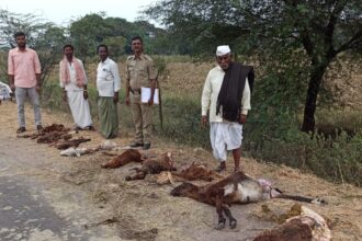 ಹೆಸರಿಗೆ ಮಾತ್ರ ಎಫ್‌ಐಆರ್ || ಘಟನೆ ನಡೆದು ದಿನಗಳೇ ಕಳೆದರೂ ಕ್ಯಾರೇ ಎನ್ನದ ಅಧಿಕಾರಿಗಳು ||‘ಕುರಿ’ಗಾಯಿಗಳ ‘ಸಂಕಟ’ ಕೇಳುರ‍್ಯಾರು..?