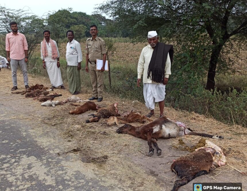 ಹೆಸರಿಗೆ ಮಾತ್ರ ಎಫ್‌ಐಆರ್ || ಘಟನೆ ನಡೆದು ದಿನಗಳೇ ಕಳೆದರೂ ಕ್ಯಾರೇ ಎನ್ನದ ಅಧಿಕಾರಿಗಳು ||‘ಕುರಿ’ಗಾಯಿಗಳ ‘ಸಂಕಟ’ ಕೇಳುರ‍್ಯಾರು..?